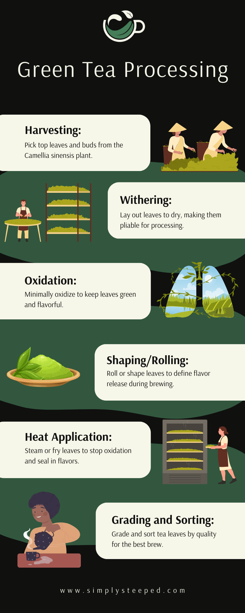 green tea processing guide